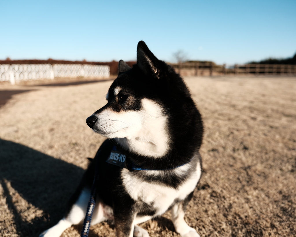 富士フィルムらしい雰囲気