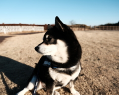 富士フィルムらしい雰囲気