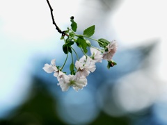 十月桜