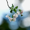 十月桜
