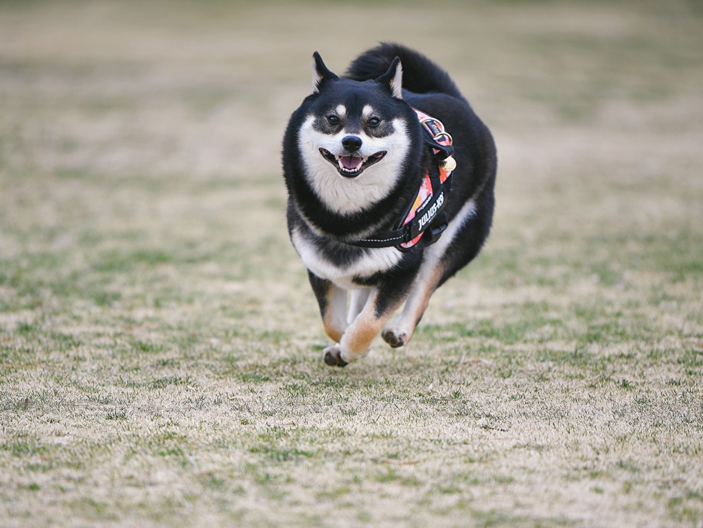 ドッグランに行ったよ