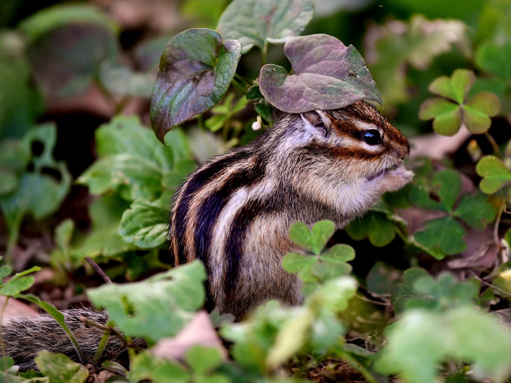 古い写真　かわいいシマリス