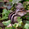 古い写真　かわいいシマリス