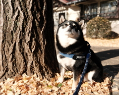 秋の公園
