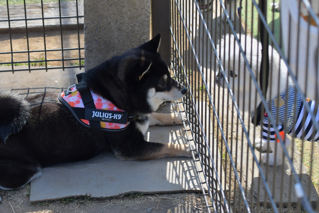 古い写真　タスケテ・・・