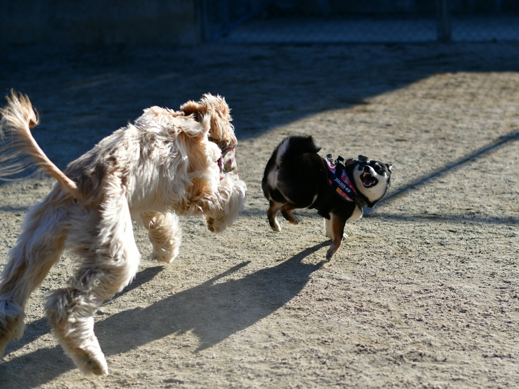 ボクに近寄るんじゃない！