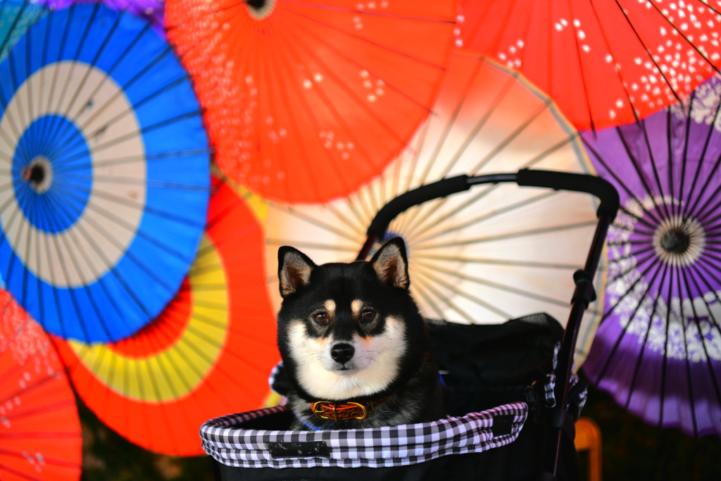 和傘と柴犬