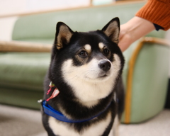 シャンプーに行ってきたよ