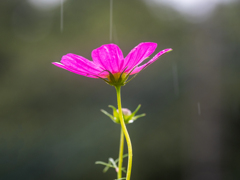 雨の日のコスモス