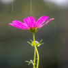 雨の日のコスモス