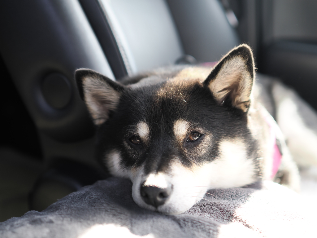 助手席の柴犬
