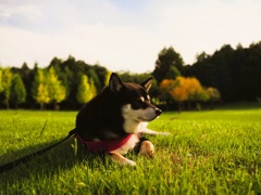 午後の日差しと柴犬