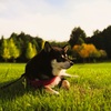 午後の日差しと柴犬