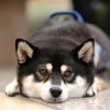 あつくてボクはとけちゃうよ