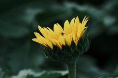 向日葵と蜜蜂