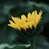 向日葵と蜜蜂