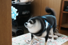 柴ドリル　②