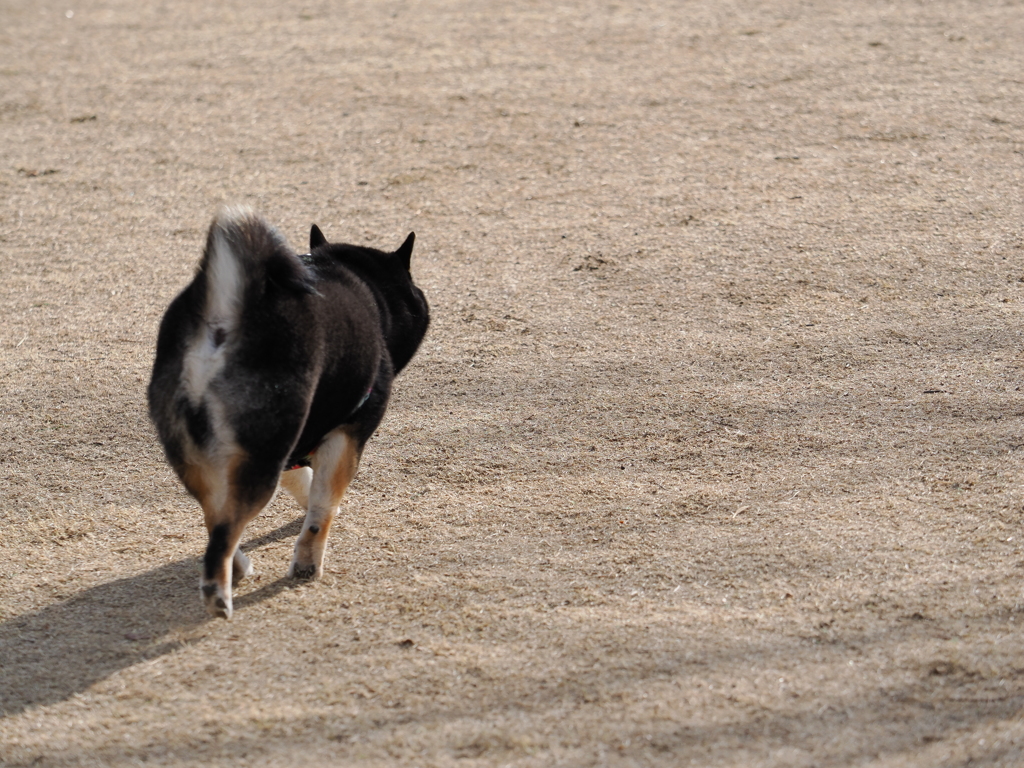 ムチムチの後ろ姿