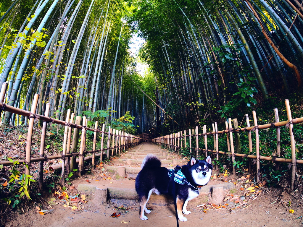 竹林の柴犬
