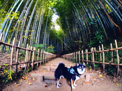 竹林の柴犬