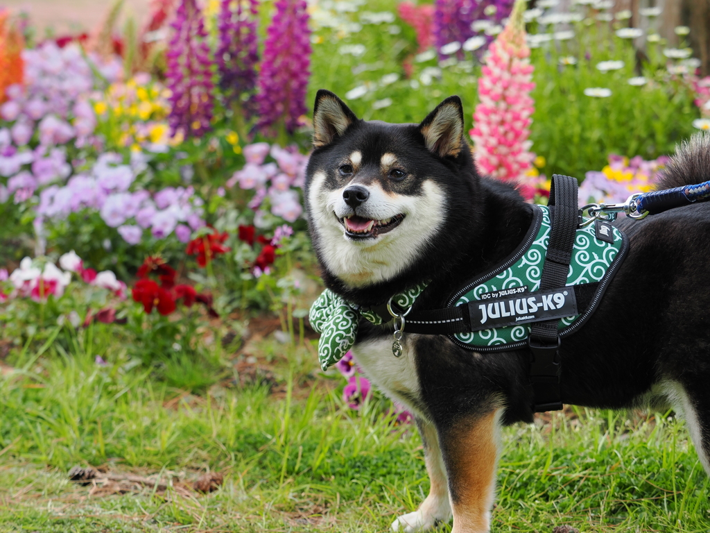 かわいいお花だね