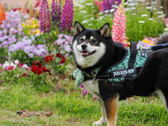 かわいいお花だね