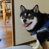 やっぱりボクは