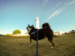 犬吠埼灯台と柴犬
