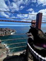 城ケ崎海岸にて