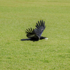 公園のカラス