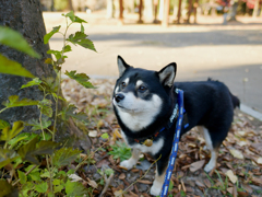 この葉っぱは食べられるのかな？