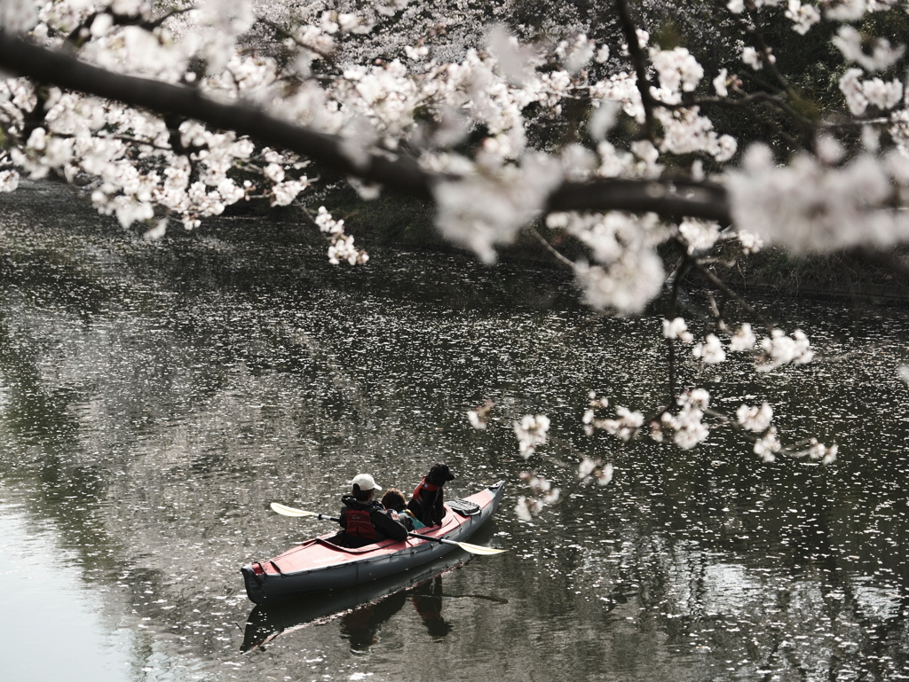 カヤックと犬　ついでのように桜