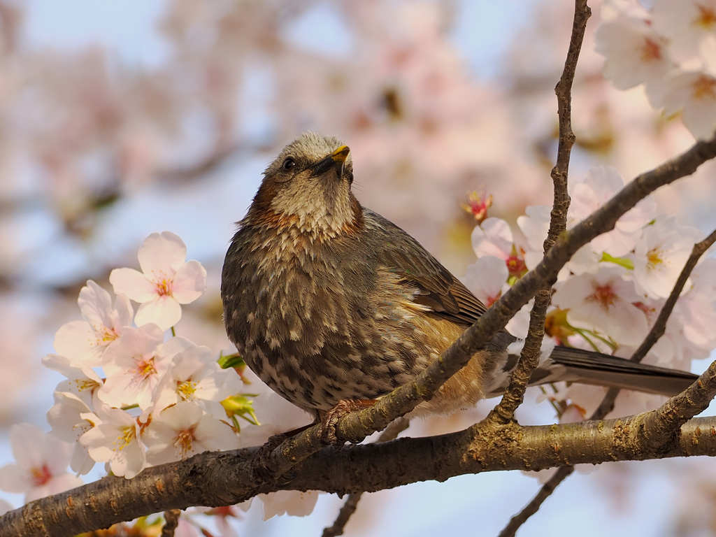 ヒヨドリと桜