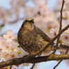 ヒヨドリと桜