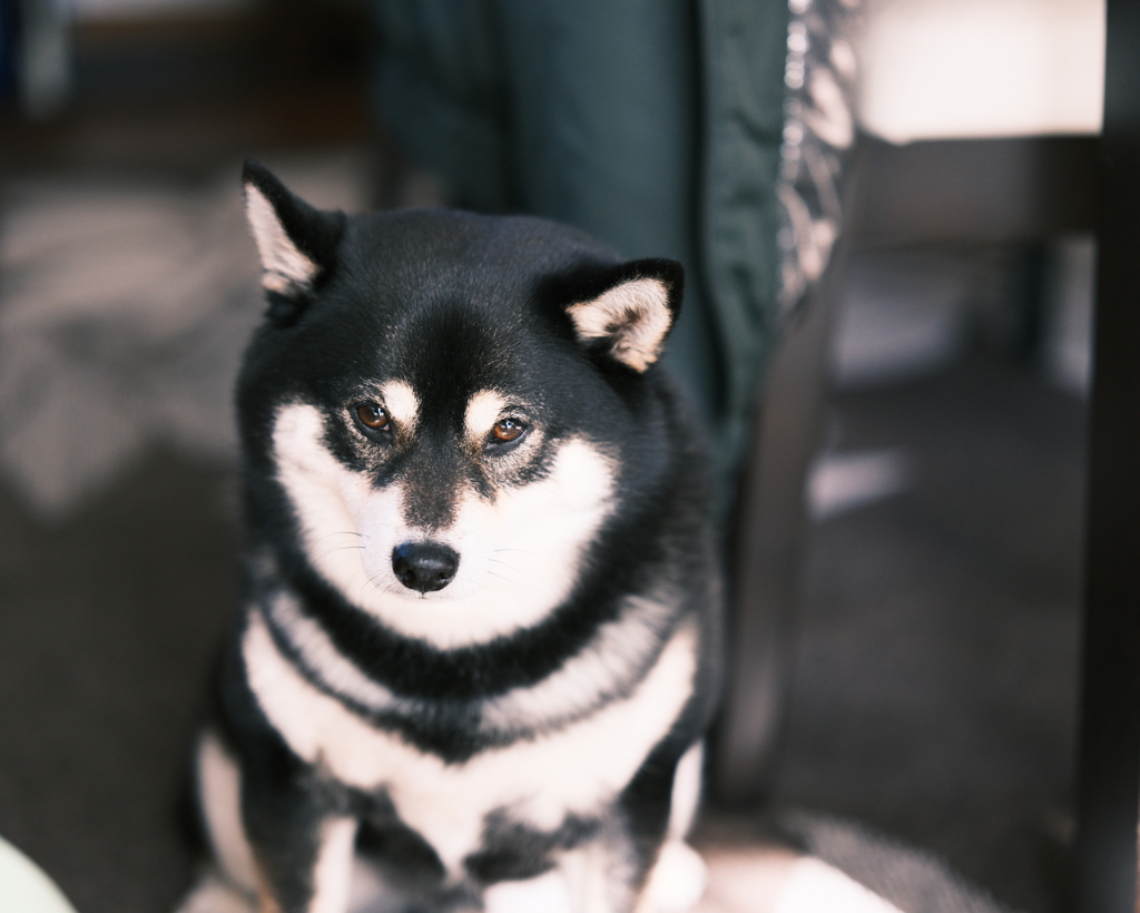 『なんかくれ』の顔