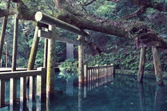 鹿島神宮　御手洗池