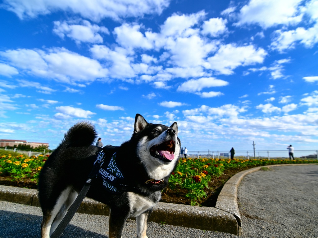 素晴らしい青空だ