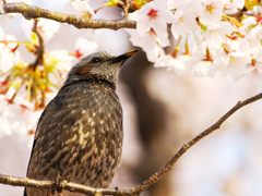桜とヒヨドリ