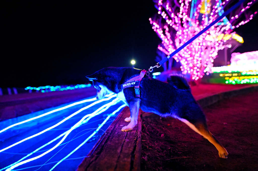 水が光ってるぞ？