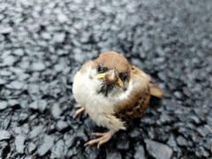 すずめの幼鳥