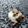 すずめの幼鳥