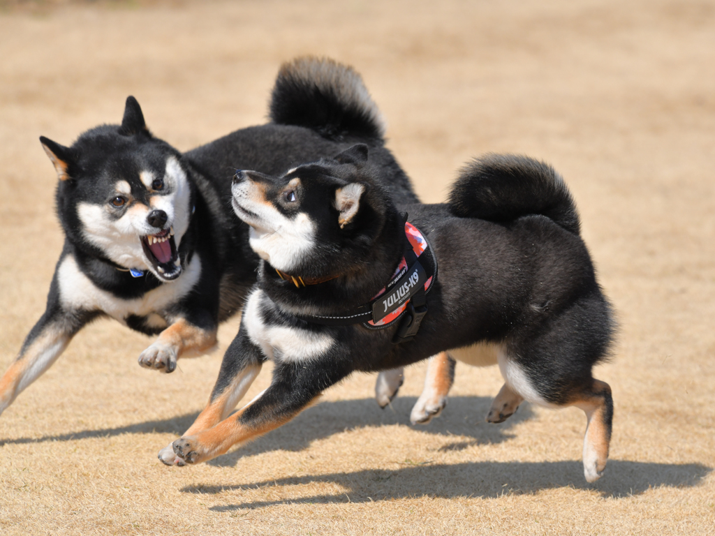 古い写真　ビビる柴犬