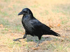 カラスのウォーキング