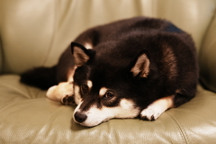 ボクの椅子