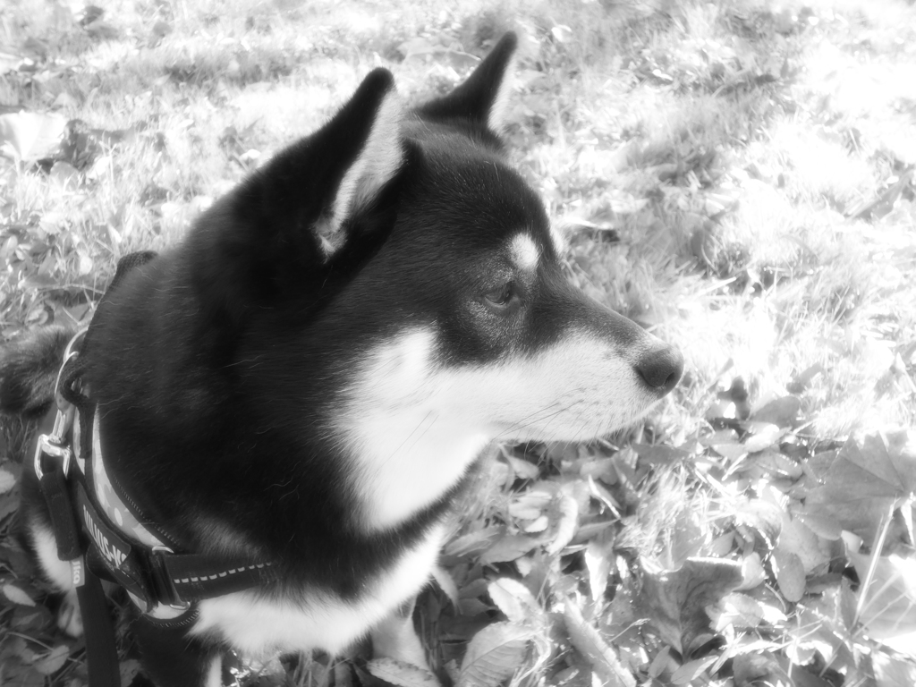 古い写真　シルキーモノクローム