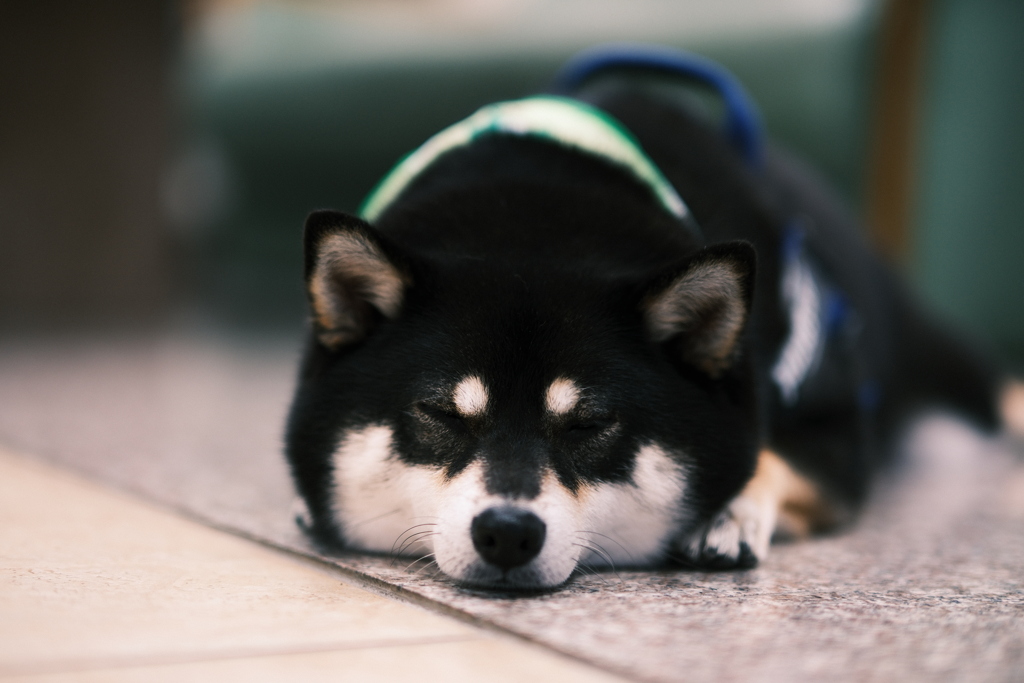 ボクは力尽きたよ