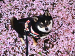 一昨年の今頃