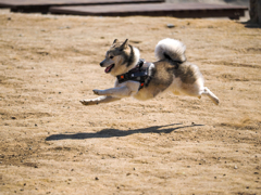 飛行犬