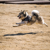 飛行犬