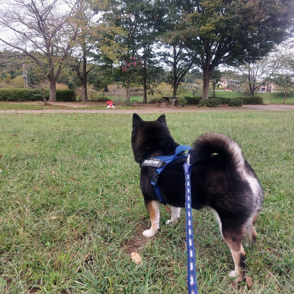 あれは何だ？